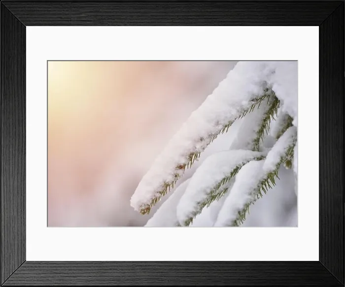 Framed Print : Fir trees full of snow on cold winter in mountain landscape Framed Print : Fir trees full of snow on cold winter in mountain landscape