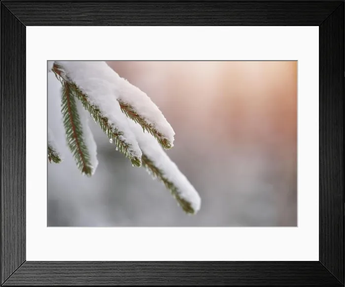 Framed Print : Fir trees full of snow on cold winter in mountain landscape
