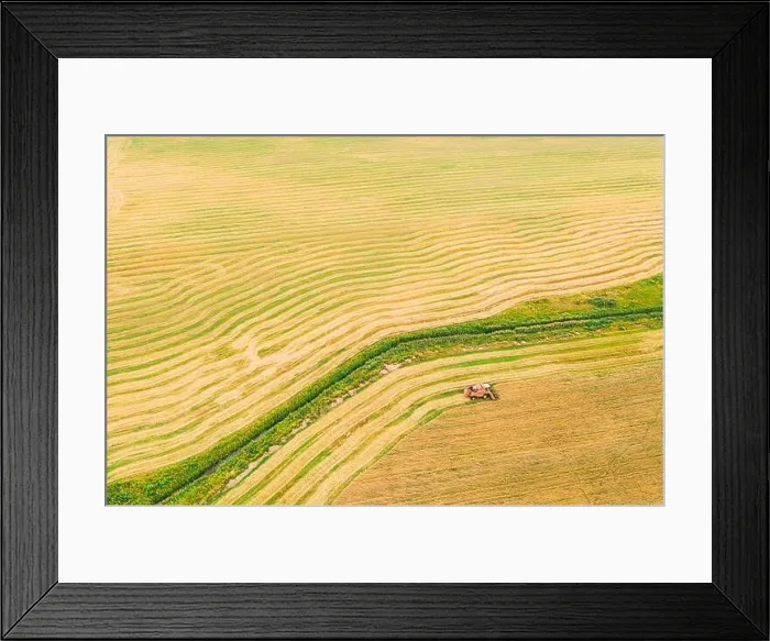 Framed Print : Aerial View Of Rural Landscape. Combine Harvester Working In Field, Collects Seeds. Harvesting Of Wheat In Late Summer. Agricultural Machine Collectin Framed Print : Aerial View Of Rural Landscape. Combine Harvester Working In Field, Collects Seeds. Harvesting Of Wheat In Late Summer. Agricultural Machine Collectin
