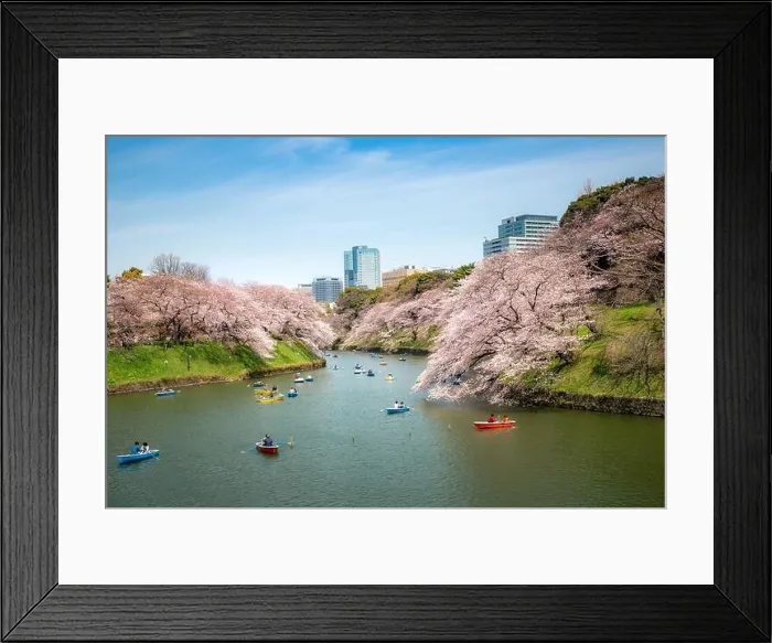 Framed Print : View of massive cherry blossom tree with poeple oar kayak boat in Tokyo, Japan as background. Photoed at Chidorigafuchi, Tokyo, Japan. Landscape and n Framed Print : View of massive cherry blossom tree with poeple oar kayak boat in Tokyo, Japan as background. Photoed at Chidorigafuchi, Tokyo, Japan. Landscape and n