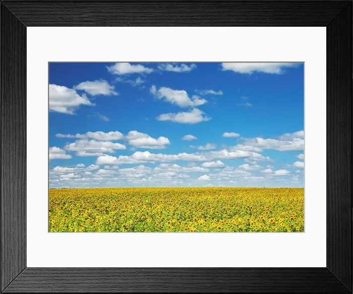 Framed Print : Bright sunflower field and blue sky Framed Print : Bright sunflower field and blue sky