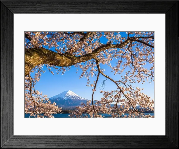 Framed Print : Mt. Fuji, Japan on Lake Kawaguchi during spring season Framed Print : Mt. Fuji, Japan on Lake Kawaguchi during spring season