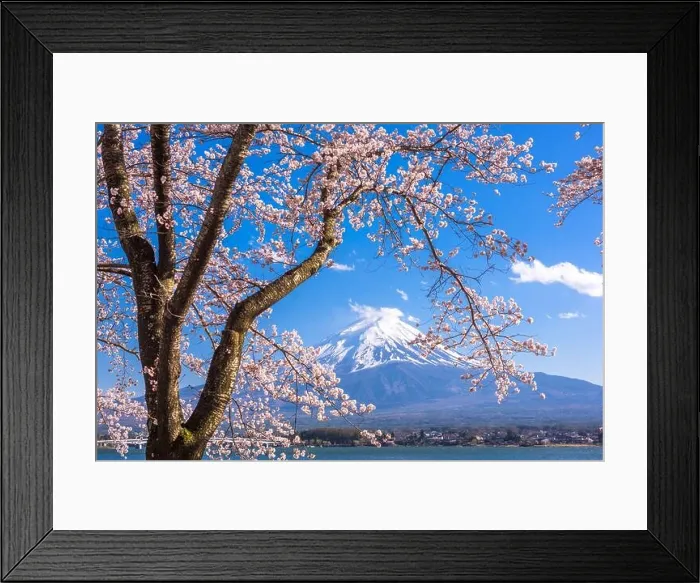 Framed Print : Mt. Fuji, Japan on Lake Kawaguchi during spring season Framed Print : Mt. Fuji, Japan on Lake Kawaguchi during spring season
