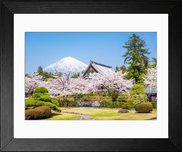 Framed Print : Fujinomiya, Shizuoka, Japan with Mt. Fuji in spring Framed Print : Fujinomiya, Shizuoka, Japan with Mt. Fuji in spring