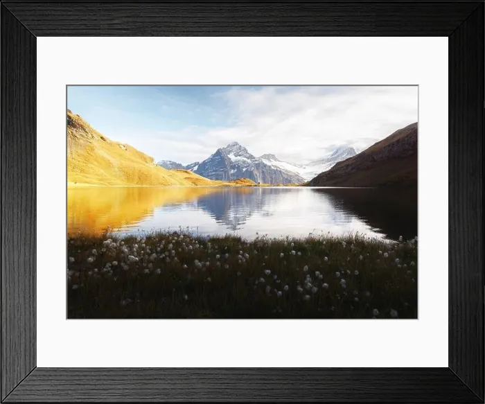 Framed Print : Picturesque view on Bachalpsee lake in Swiss Alps mountains. White flowers blooming on a foreground. Grindelwald valley, Switzerland Framed Print : Picturesque view on Bachalpsee lake in Swiss Alps mountains. White flowers blooming on a foreground. Grindelwald valley, Switzerland
