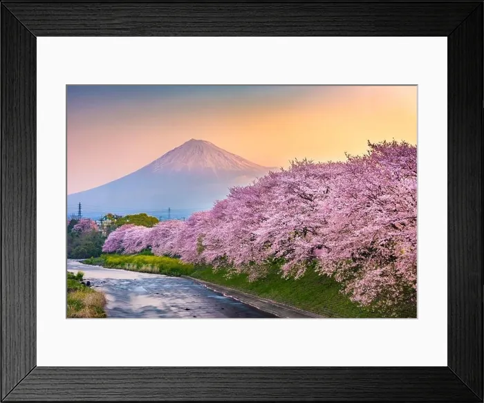 Framed Print : Mt. Fuji, Japan spring landscape and river with cherry blossoms Framed Print : Mt. Fuji, Japan spring landscape and river with cherry blossoms