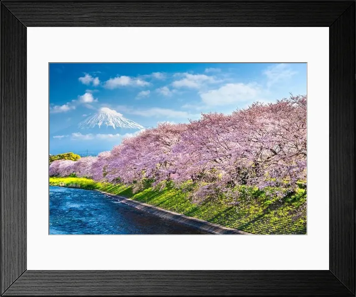 Framed Print : Mt. Fuji, Japan spring landscape and river with cherry blossoms