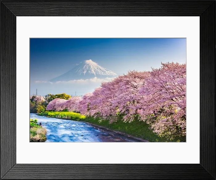 Framed Print : Mt. Fuji, Japan spring landscape and river with cherry blossoms