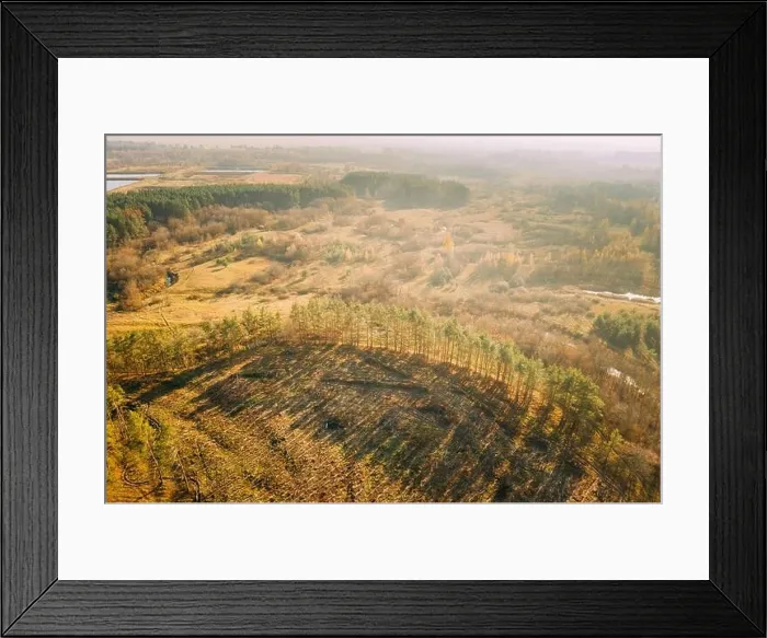 Framed Print : Aerial View Green Forest In Deforestation Area Landscape. Top View Of Shadows From Woods Trunks. Growing Forest. European Nature From High Attitude In Framed Print : Aerial View Green Forest In Deforestation Area Landscape. Top View Of Shadows From Woods Trunks. Growing Forest. European Nature From High Attitude In