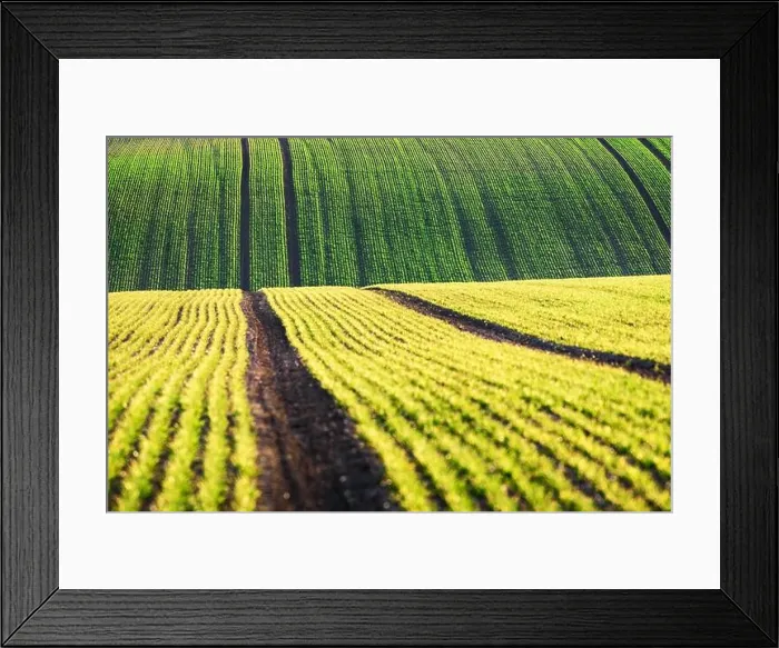 Framed Print : Green wheat rows and waves of the agricultural fields of South Moravia, Czech Republic. Can be used like nature background or texture Framed Print : Green wheat rows and waves of the agricultural fields of South Moravia, Czech Republic. Can be used like nature background or texture