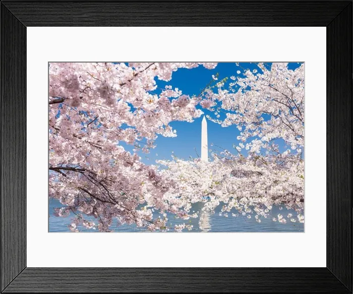 Framed Print : Washington DC, USA with the Washington Monument surrounded by cherry blossoms in spring season Framed Print : Washington DC, USA with the Washington Monument surrounded by cherry blossoms in spring season