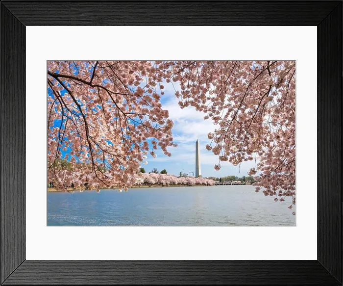 Framed Print : Washington DC, USA at the tidal basin with Washington Monument in spring season Framed Print : Washington DC, USA at the tidal basin with Washington Monument in spring season