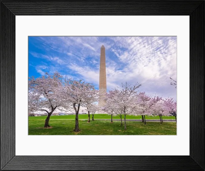 Framed Print : Washington DC, USA in spring season on the National Mall Framed Print : Washington DC, USA in spring season on the National Mall