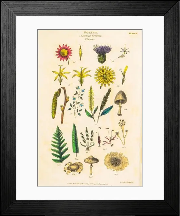 Framed Print : Botanical illustrations depicting the Linnean classification system. Carl Linnaeus (1707–1778) was a Swedish botanist, zoologist, taxonomist Framed Print : Botanical illustrations depicting the Linnean classification system. Carl Linnaeus (1707–1778) was a Swedish botanist, zoologist, taxonomist