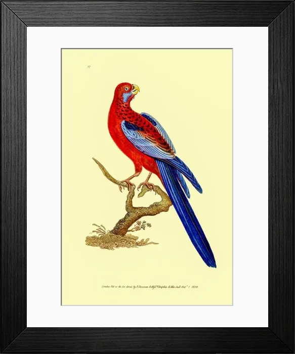 Framed Print : The crimson rosella (Platycercus elegans) is a parrot native to eastern and south eastern Australia which has been introduced to New Zealand Framed Print : The crimson rosella (Platycercus elegans) is a parrot native to eastern and south eastern Australia which has been introduced to New Zealand