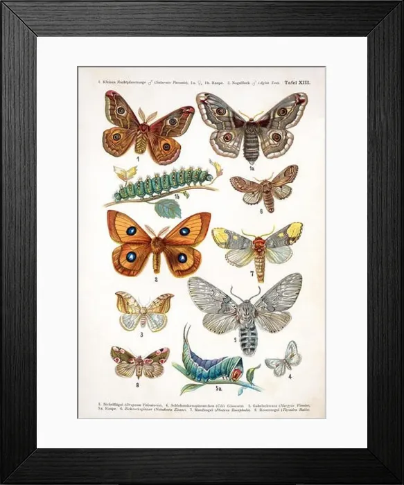 Framed Print : European butterfly 100 XIII Framed Print : European butterfly 100 XIII