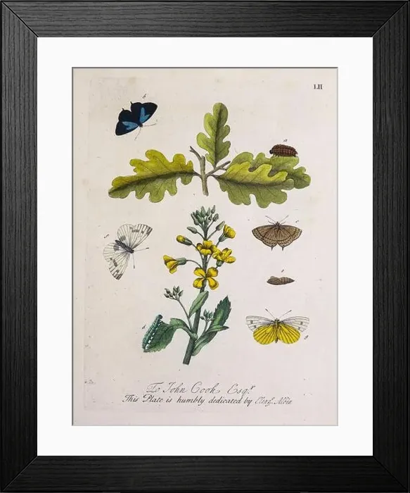 Framed Print : A Natural History of ENGLISH INSECTS. Illustrated with A Hundred COPPER PLATES, Curiously engraved from the life and exactly coloured by the AUTHOR Framed Print : A Natural History of ENGLISH INSECTS. Illustrated with A Hundred COPPER PLATES, Curiously engraved from the life and exactly coloured by the AUTHOR