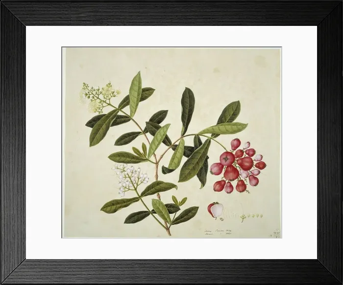 Framed Print : Plant Illustration Framed Print : Plant Illustration