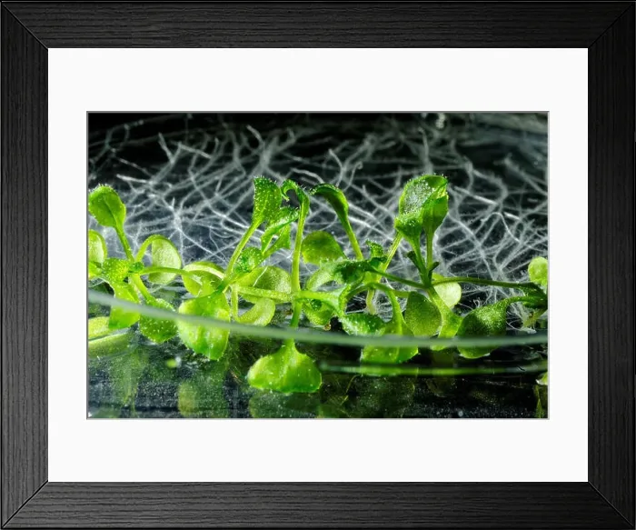Framed Print : Thale cress (Arabidopsis thaliana) plants growing on a Petri dish Framed Print : Thale cress (Arabidopsis thaliana) plants growing on a Petri dish