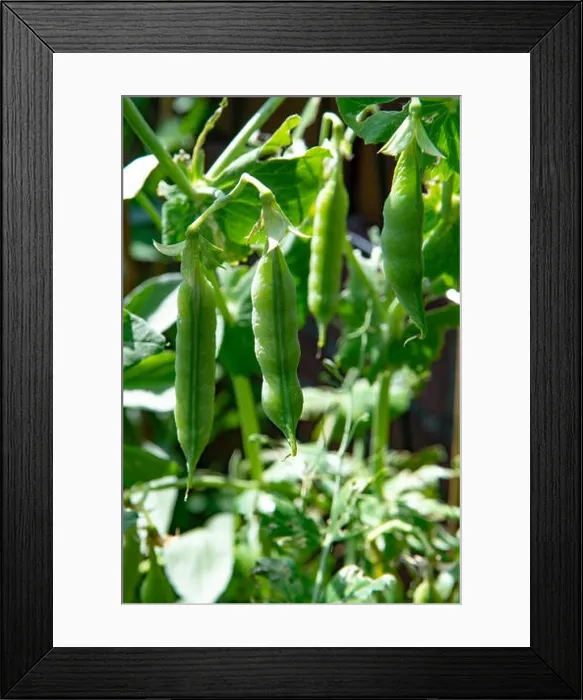 Framed Print : Sweet pea plant with green peas growing in farmers garden Framed Print : Sweet pea plant with green peas growing in farmers garden