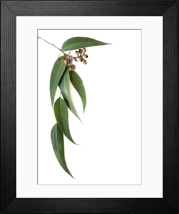 Framed Print : Gum leaves and gumnuts form a border on white background Framed Print : Gum leaves and gumnuts form a border on white background