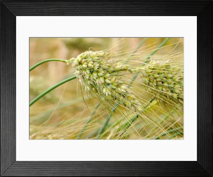 Framed Print : English wheat Mirabile (Triticum turgidum) Framed Print : English wheat Mirabile (Triticum turgidum)