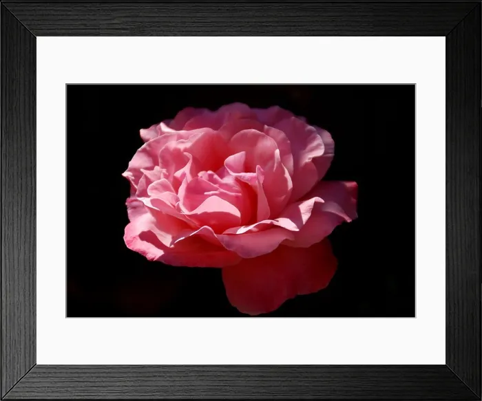 Framed Print : Garden, red Flower, flower, blossom, Yunnan, China
