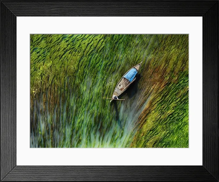 Framed Print : Aerial view of boat making its way through algae, Bogra, Bangladesh Framed Print : Aerial view of boat making its way through algae, Bogra, Bangladesh