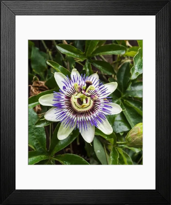 Framed Print : The Passiflora caerulea or Bluecrown passionflower is native to South America but seen here blooming in the UK