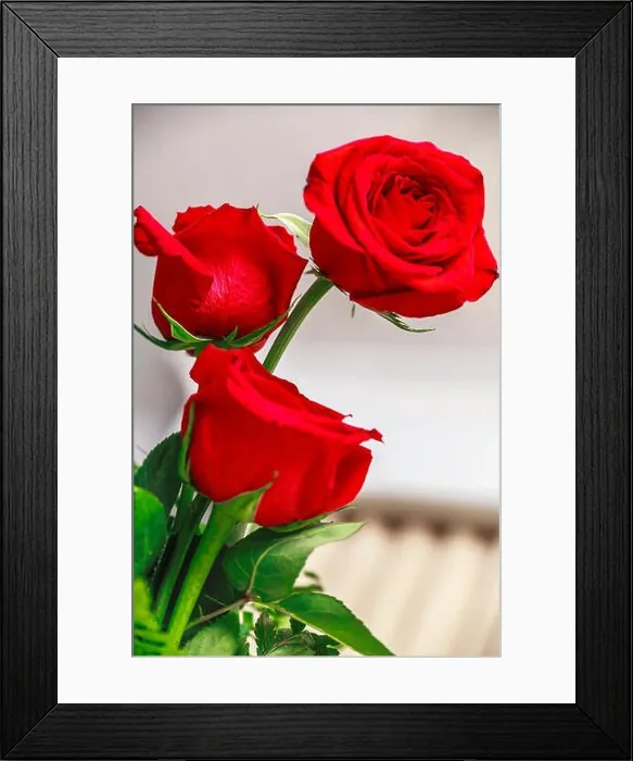 Framed Print : Three red rose flower buds and petals from a vase Framed Print : Three red rose flower buds and petals from a vase