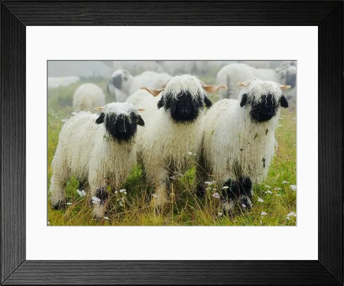 Framed Print : Valais black-nosed domestic sheep (Ovis orientalis aries), standing in the rain on a meadow, Shepherd's Weekend 2020, Belalp, Canton Valais, Switzerla Framed Print : Valais black-nosed domestic sheep (Ovis orientalis aries), standing in the rain on a meadow, Shepherd's Weekend 2020, Belalp, Canton Valais, Switzerla