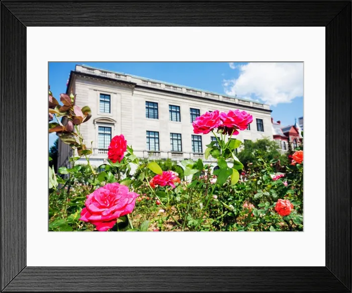 Framed Print : Little Rock Arkansas, Pulaski County Courthouse, rose garden, landscape, building, pink, flower, flower, AR080605064 Framed Print : Little Rock Arkansas, Pulaski County Courthouse, rose garden, landscape, building, pink, flower, flower, AR080605064