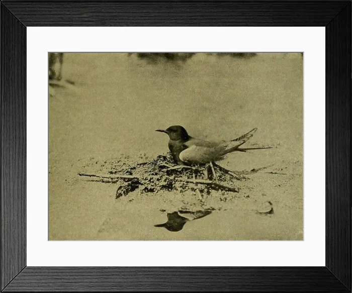 Framed Print : Bird lore. NEW YORK ISdited btFRANK M. CHAPMAN PiTBIvISHED FOK THE A.rrr>TTBOIf SOCIETIESBT tlDlje -apacmfllart Company HARRISBURG, PA Framed Print : Bird lore. NEW YORK ISdited btFRANK M. CHAPMAN PiTBIvISHED FOK THE A.rrr>TTBOIf SOCIETIESBT tlDlje -apacmfllart Company HARRISBURG, PA