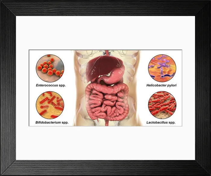 Framed Print : Bacteria found in human digestive system, computer illustration. The bacteria are: Helicobacter pylori, Enterococcus faecalis, Lactobacillus spp Framed Print : Bacteria found in human digestive system, computer illustration. The bacteria are: Helicobacter pylori, Enterococcus faecalis, Lactobacillus spp