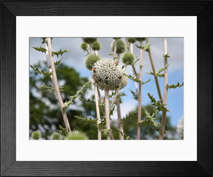 Framed Print : ECHINOPS sphaerocephalus Arctic Glow with Bees Framed Print : ECHINOPS sphaerocephalus Arctic Glow with Bees