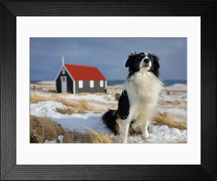 Framed Print : a dog in front of the church at Bjarnarhofn, Snaefellsness Peninsula, Iceland Framed Print : a dog in front of the church at Bjarnarhofn, Snaefellsness Peninsula, Iceland