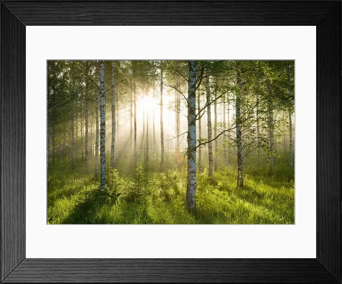 Framed Print : Sunlight in forest of birch trees Framed Print : Sunlight in forest of birch trees