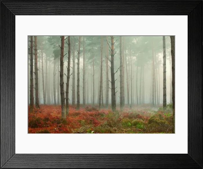 Framed Print : Pine trees in mist at dawn Framed Print : Pine trees in mist at dawn