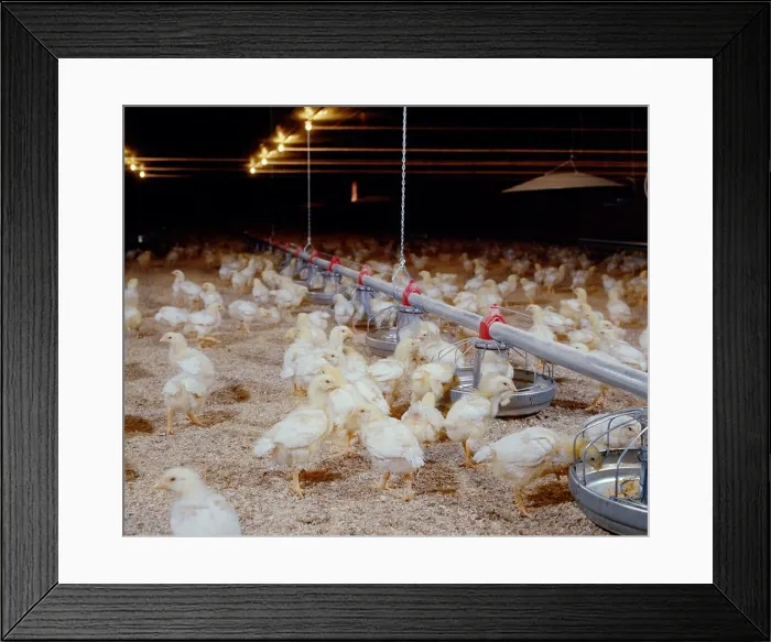 Framed Print : 2 WEEK OLD BROILER CHICKS / PENNSYLVANIA Framed Print : 2 WEEK OLD BROILER CHICKS / PENNSYLVANIA