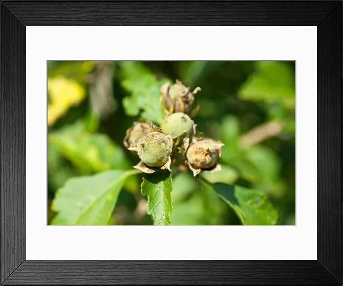 Framed Print : Fruits, nuts, capsules of Rose of Sharon, Shrub Althea, Rose Althea, Hibiscus syriacus, Malvaceae