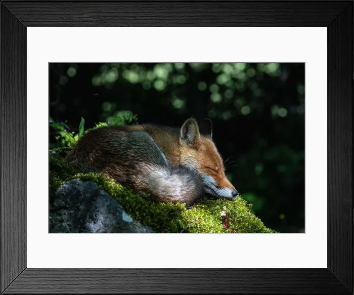 Framed Print : red fox between light and shadow