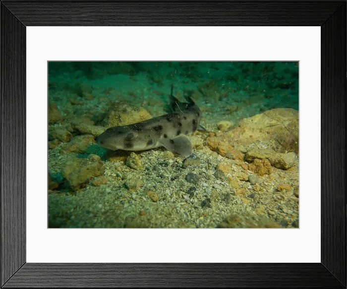 Framed Print : Nursehound shark, Scyliorhinus stellaris, from the Mediterranean Sea. This picture was taken in Malta Framed Print : Nursehound shark, Scyliorhinus stellaris, from the Mediterranean Sea. This picture was taken in Malta