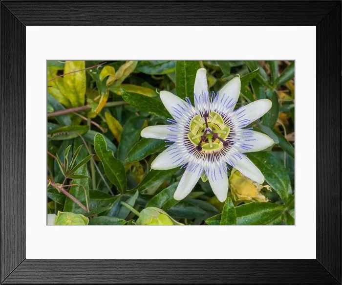 Framed Print : plant passiflora caerulea or common passion flower outdoors