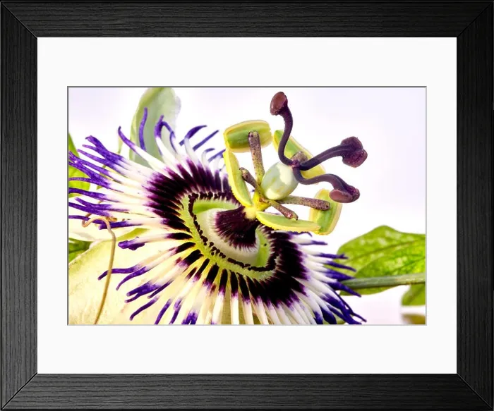 Framed Print : Close up photography of Passiflora Caerulea flower stamen, stigma and purple filaments