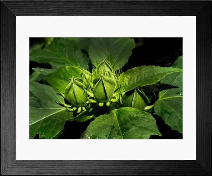 Framed Print : Hibiscus Buds Framed Print : Hibiscus Buds