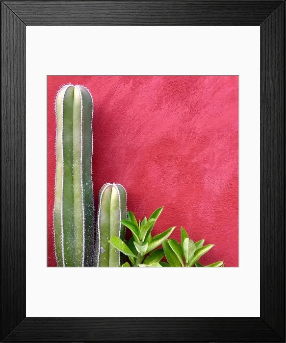 Framed Print : Cactus Framed Print : Cactus