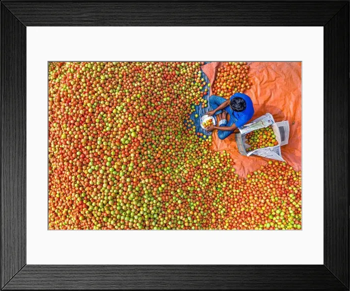 Framed Print : Farmers are sorting and packaging fresh raw red tomatoes for sale