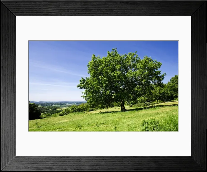 Framed Print : Oak tree at Newlands Corner, a famous beauty spot, Surrey hills, England, UK Framed Print : Oak tree at Newlands Corner, a famous beauty spot, Surrey hills, England, UK