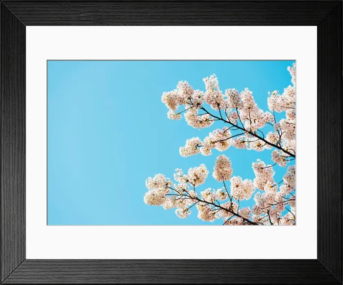 Framed Print : Asia, Republic of Korea, South Korea, Jeju island, Jeju city, spring cherry blossom Framed Print : Asia, Republic of Korea, South Korea, Jeju island, Jeju city, spring cherry blossom