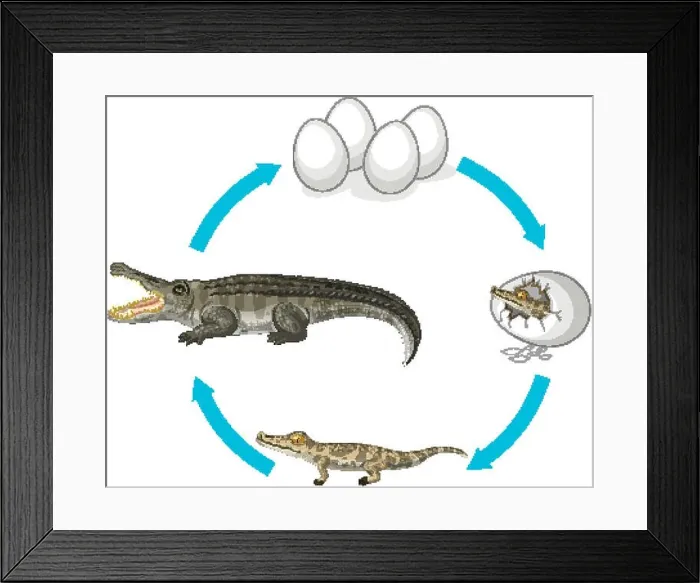 Framed Print : Life cycle of crocodile on white background Framed Print : Life cycle of crocodile on white background